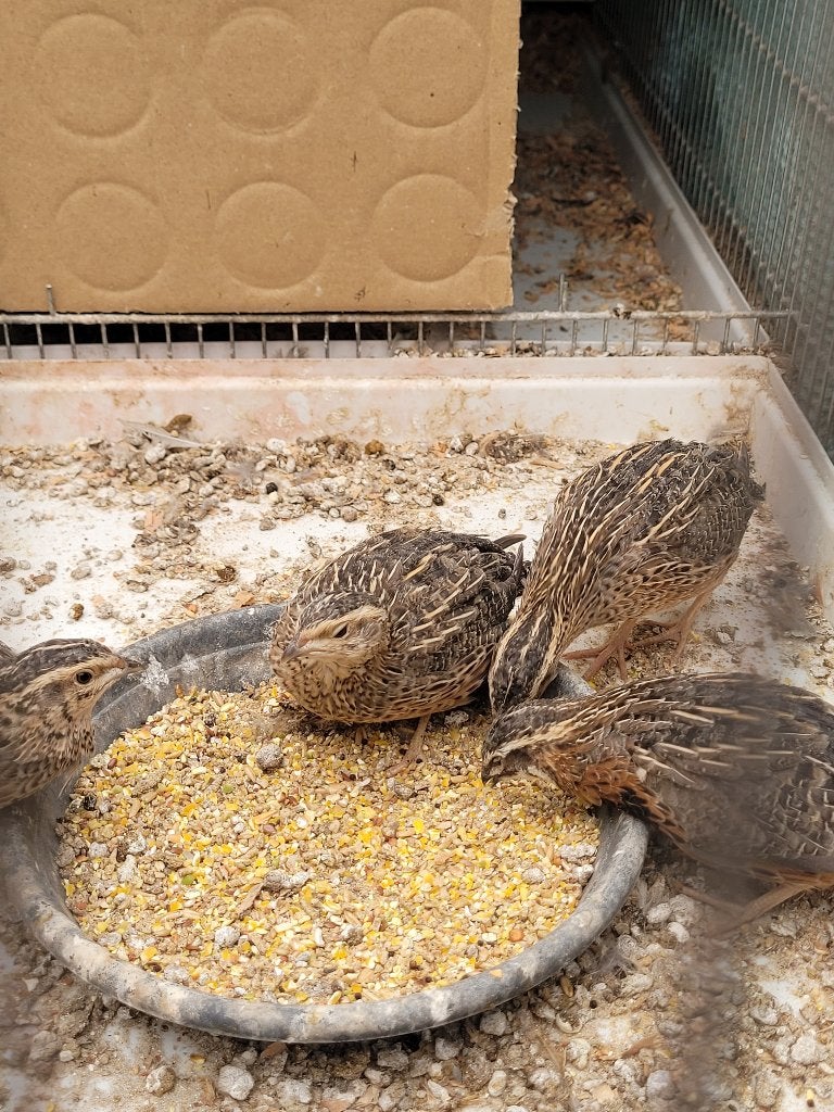 Harlekijn kwartel, Meerdere dieren, Tropenvogel