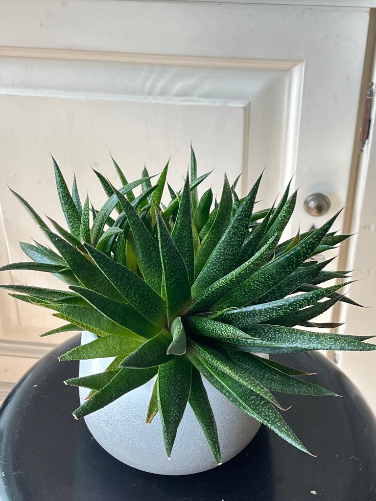 Aloe aristata, Ophalen, Vetplant, Halfschaduw, In pot