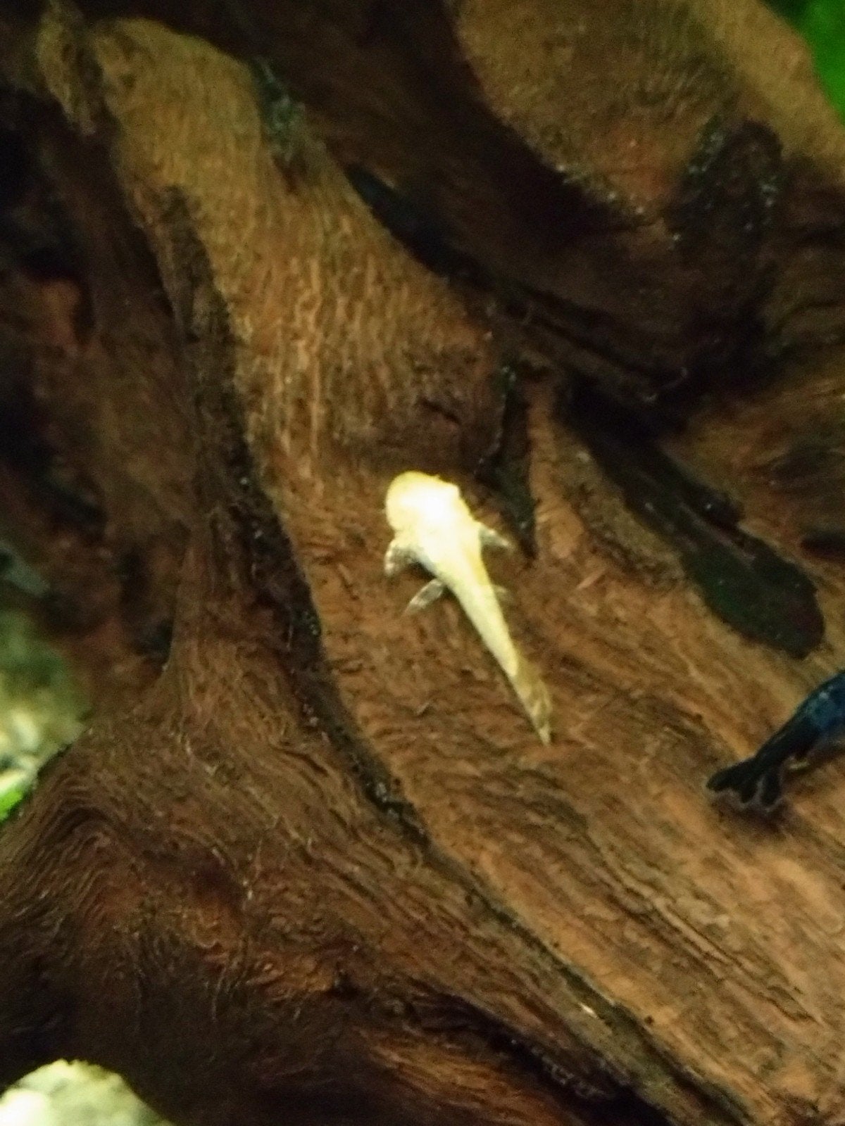Ancistrus babys, Overige typen, Zoetwatervis
