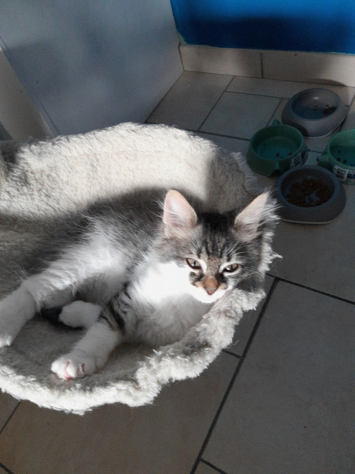 LIEVE KITTENS ZOEKEN SNEL EEN GOED THUIS Prijs bespreekbaar, Dieren en Toebehoren, Katten en Kittens | Raskatten | Korthaar, Meerdere dieren