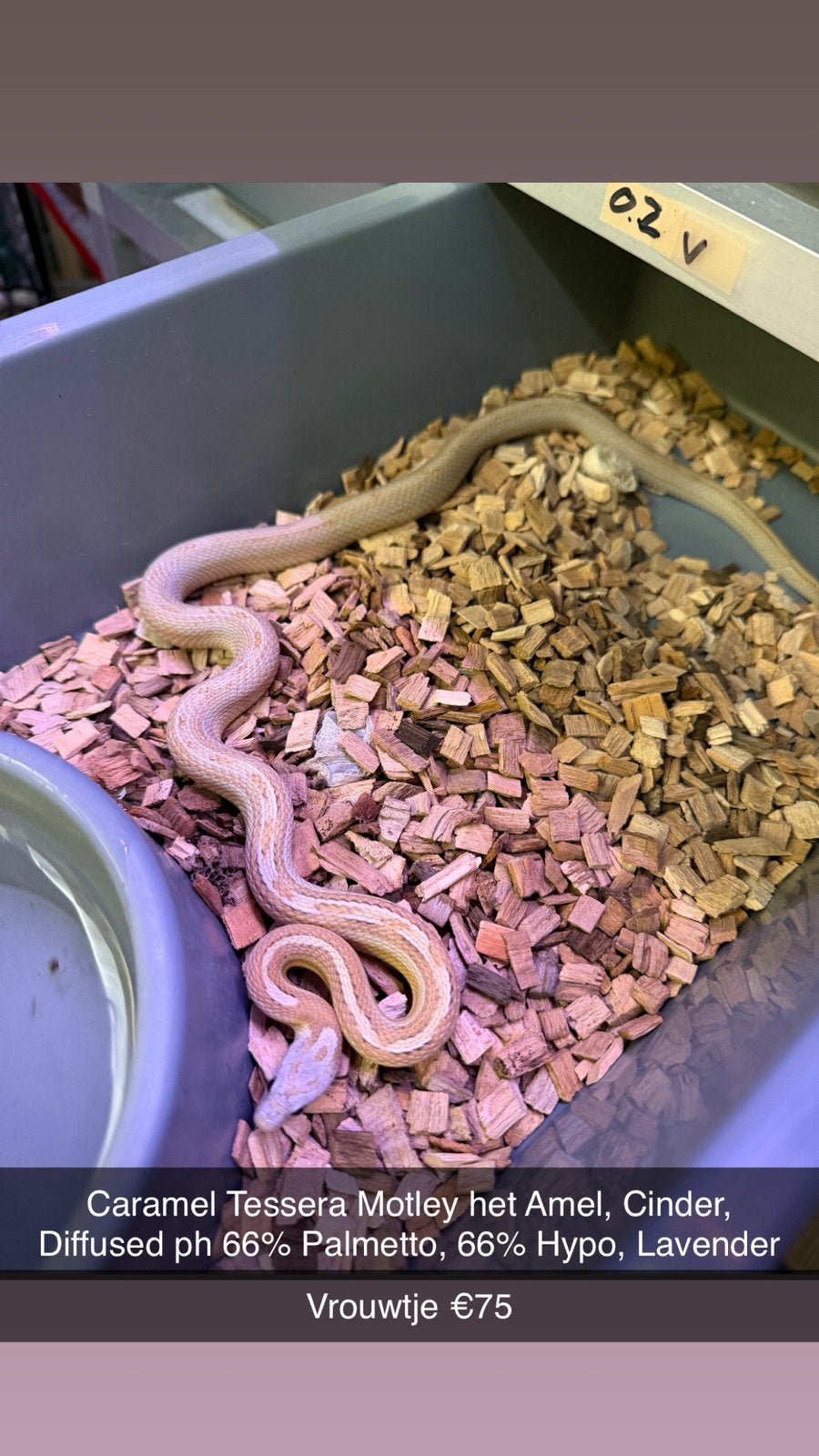 Rattenslangen (Hele leuke genen) (Spoed!) Rat Snake photo 13