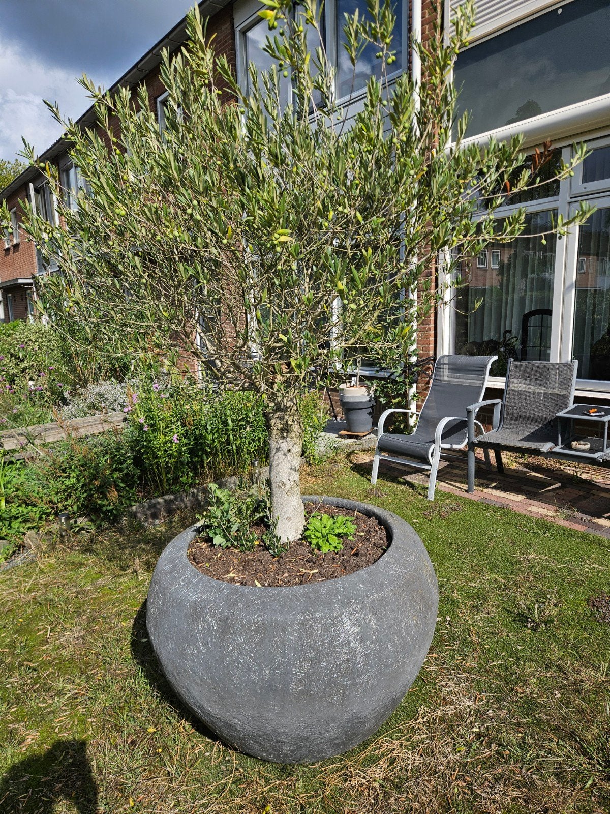 Grote olijfboom in pot - zelf ophalen, Tuin en Terras, Volle zon, Vaste plant, Bloeit niet, Ophalen
