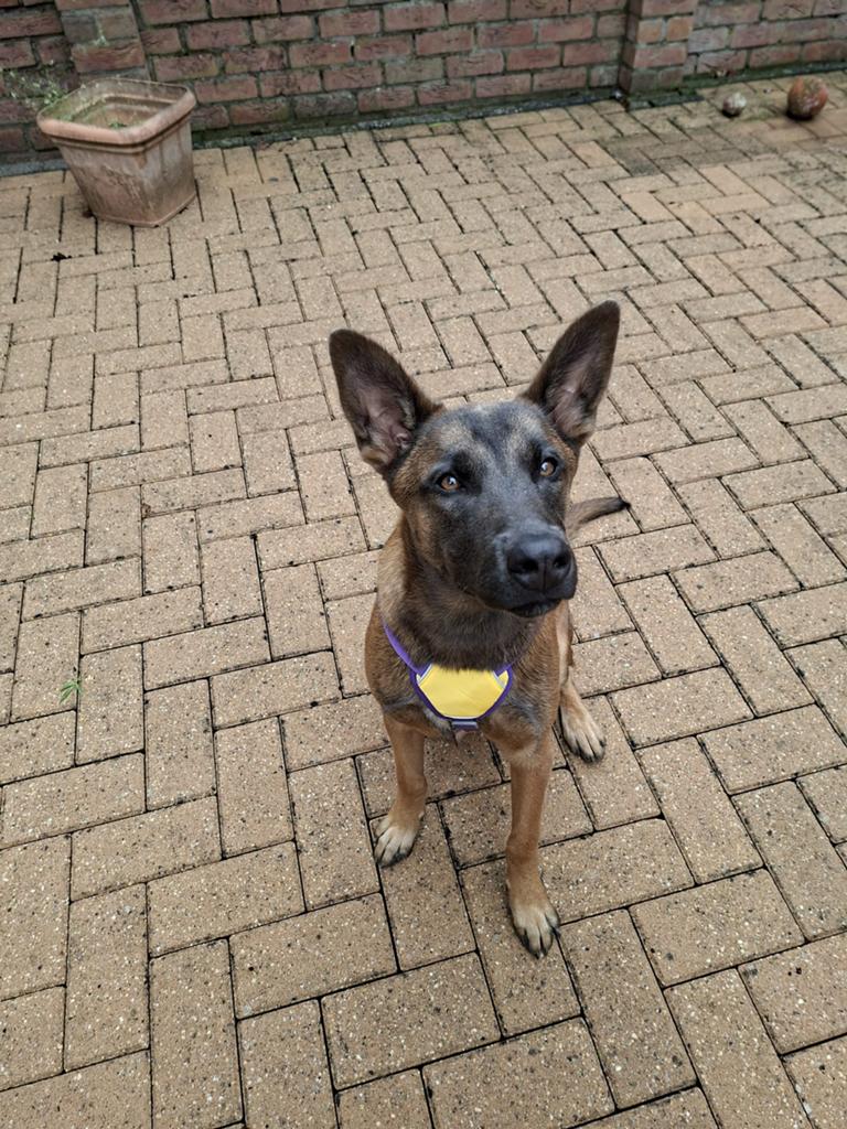 TE-KOOP MECHELSE HERDER, Dieren en Toebehoren, Honden | Herdershonden en Veedrijvers, Teef, Herder, Particulier, Eén hond, België