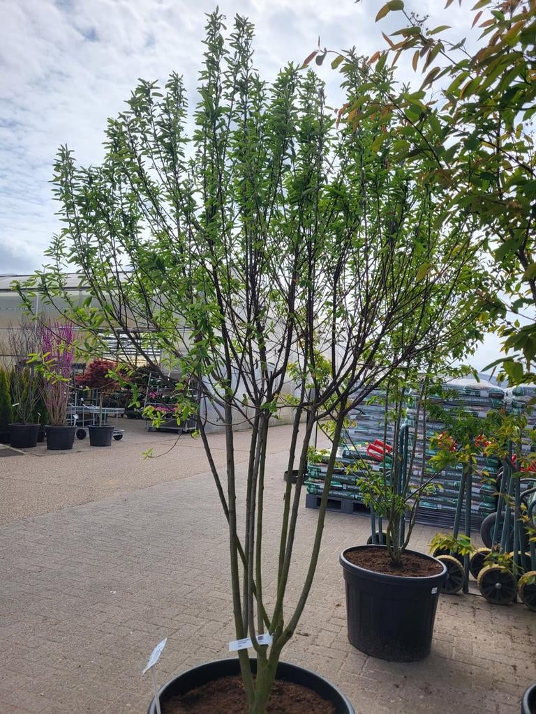 Amelanchier a. Rainbow Pilar 200-225cm paraplu, Ophalen, Overige soorten, Volle zon