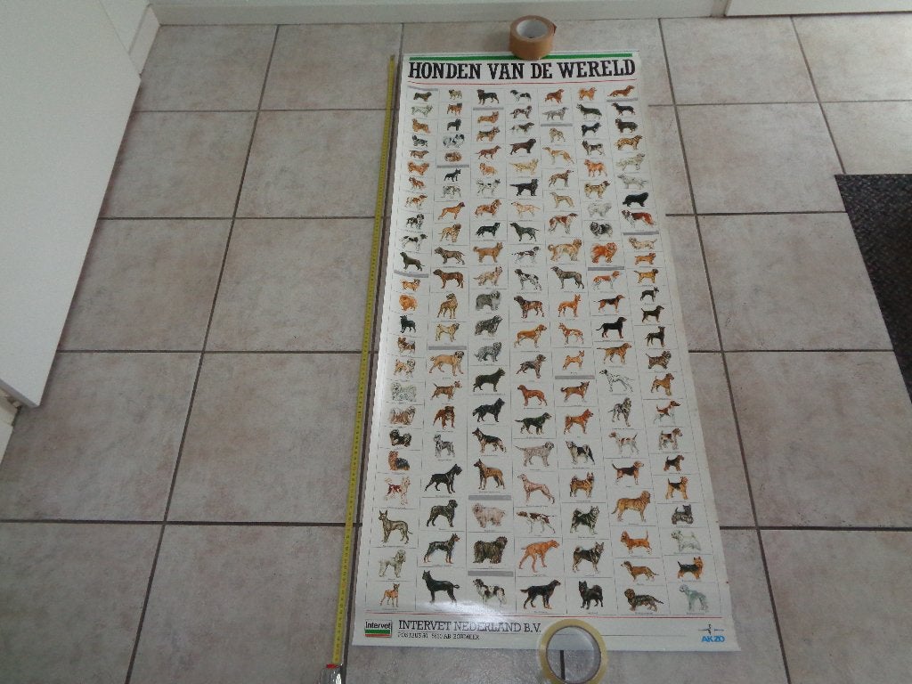 Honden van de Wereld Poster - Grote Hondenrassen Overzicht, Verzamelen, Posters, Rechthoekig Staand, Deurposter of groter, Ophalen of Verzenden
