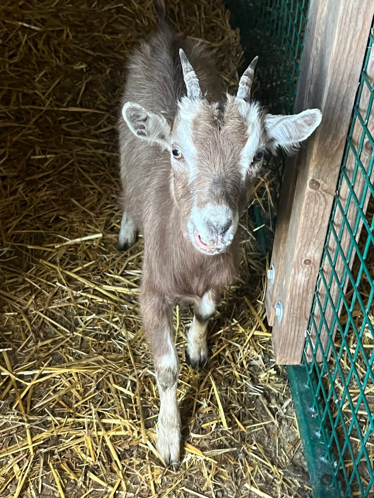 2 toggenburger geitjes, Dieren en Toebehoren, Vrouwelijk, Geit