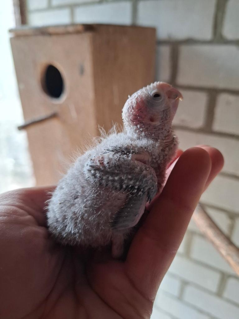 Nu af te halen: 3 jonge pyrhurra's: 75 euro per stuk, Meerdere dieren, Parkiet