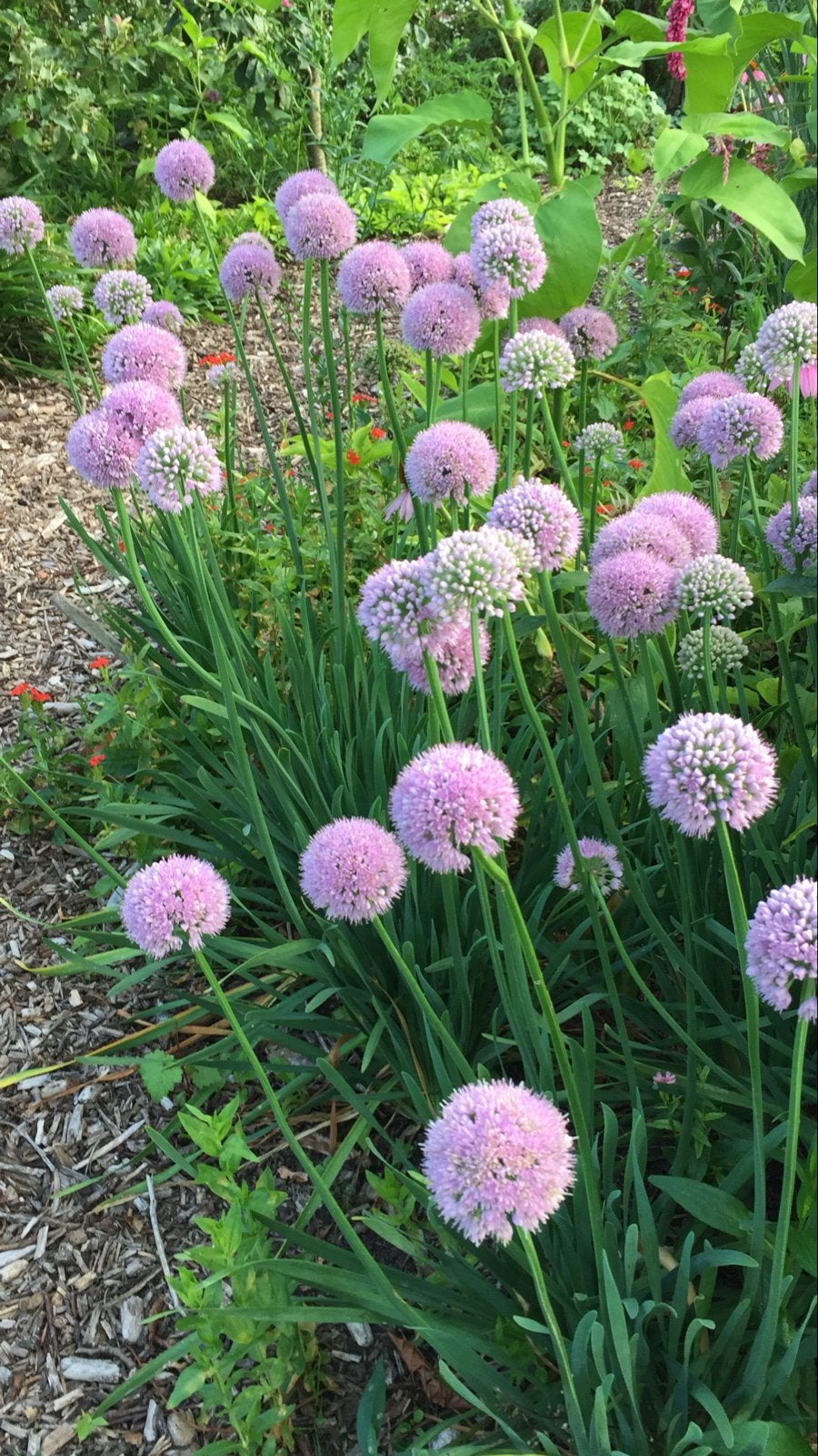 Allium 'Millenium' - Lage roze sierui, droogtetolerant BIO, Volle zon, Vaste plant, Zomer, Ophalen