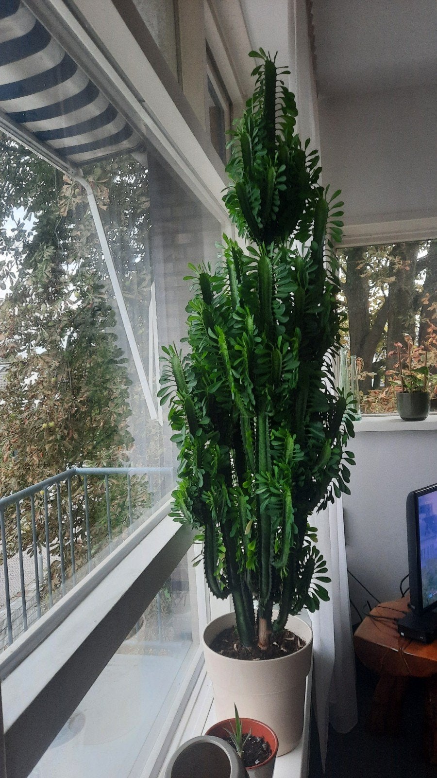XL Euphorbia trigona . Afrikaanse melkboom, Huis en Inrichting, Ophalen, 100 tot 150 cm, Halfschaduw, In pot