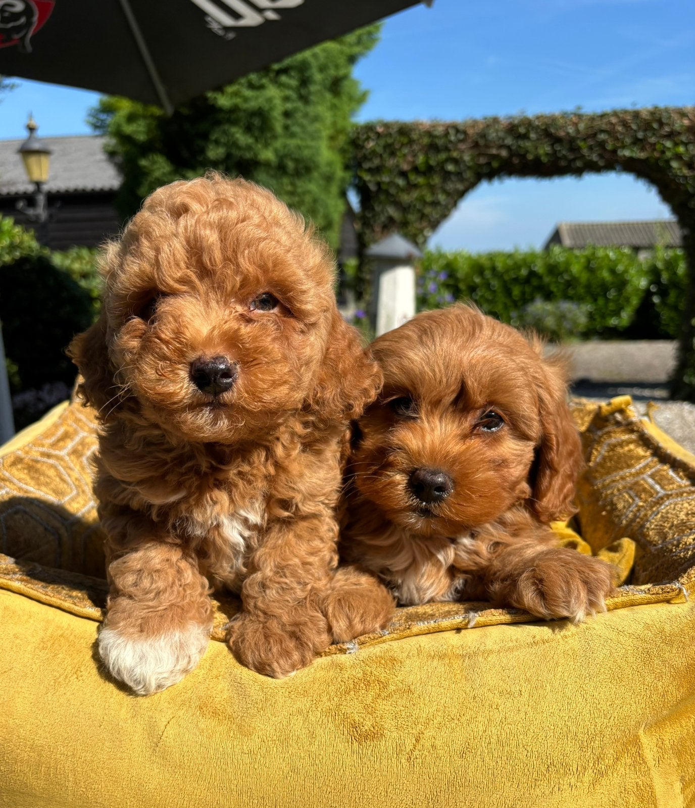 Boomer x labradoodle mini pups, Dieren en Toebehoren, Nederland, Overige rassen, 8 tot 15 weken, Geslacht onbekend