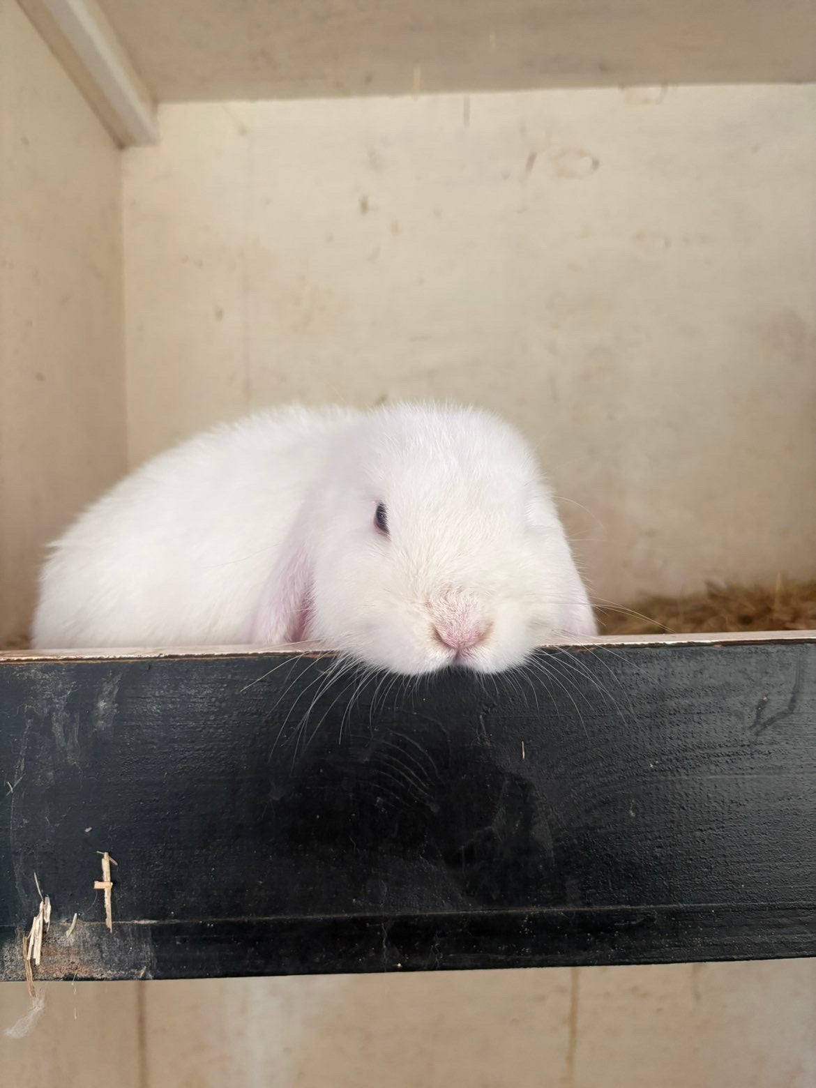 Mooi minilop konijntje, Dieren en Toebehoren, Mannelijk, Dwerg, Hangoor, 0 tot 2 jaar