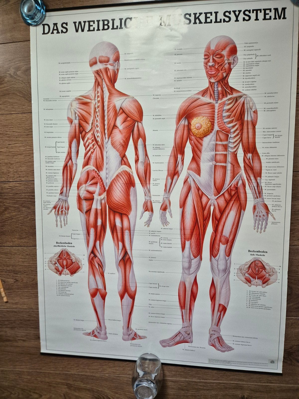 Poster Vrouwelijk Spiersysteem, Verzamelen, Posters, Ophalen of Verzenden, A1 t/m A3, Dier of Natuur, Rechthoekig Staand