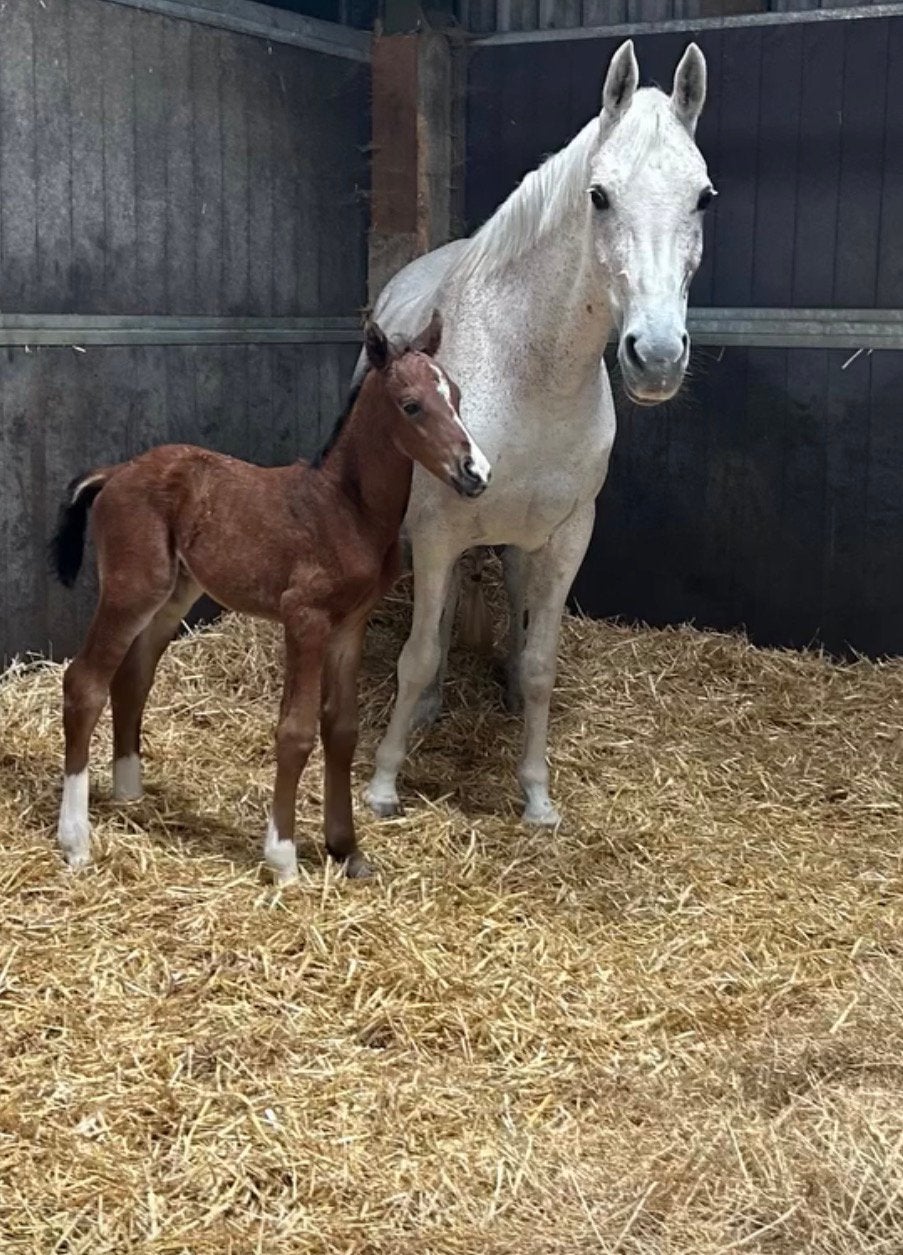 Super mooie en interessante hengst veulen te koop, Dieren en Toebehoren, Pony's, Niet van toepassing, Springpony, 0 tot 2 jaar