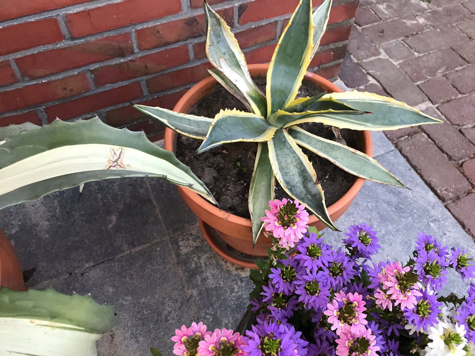 Agaves, Ophalen, Overige soorten, Volle zon