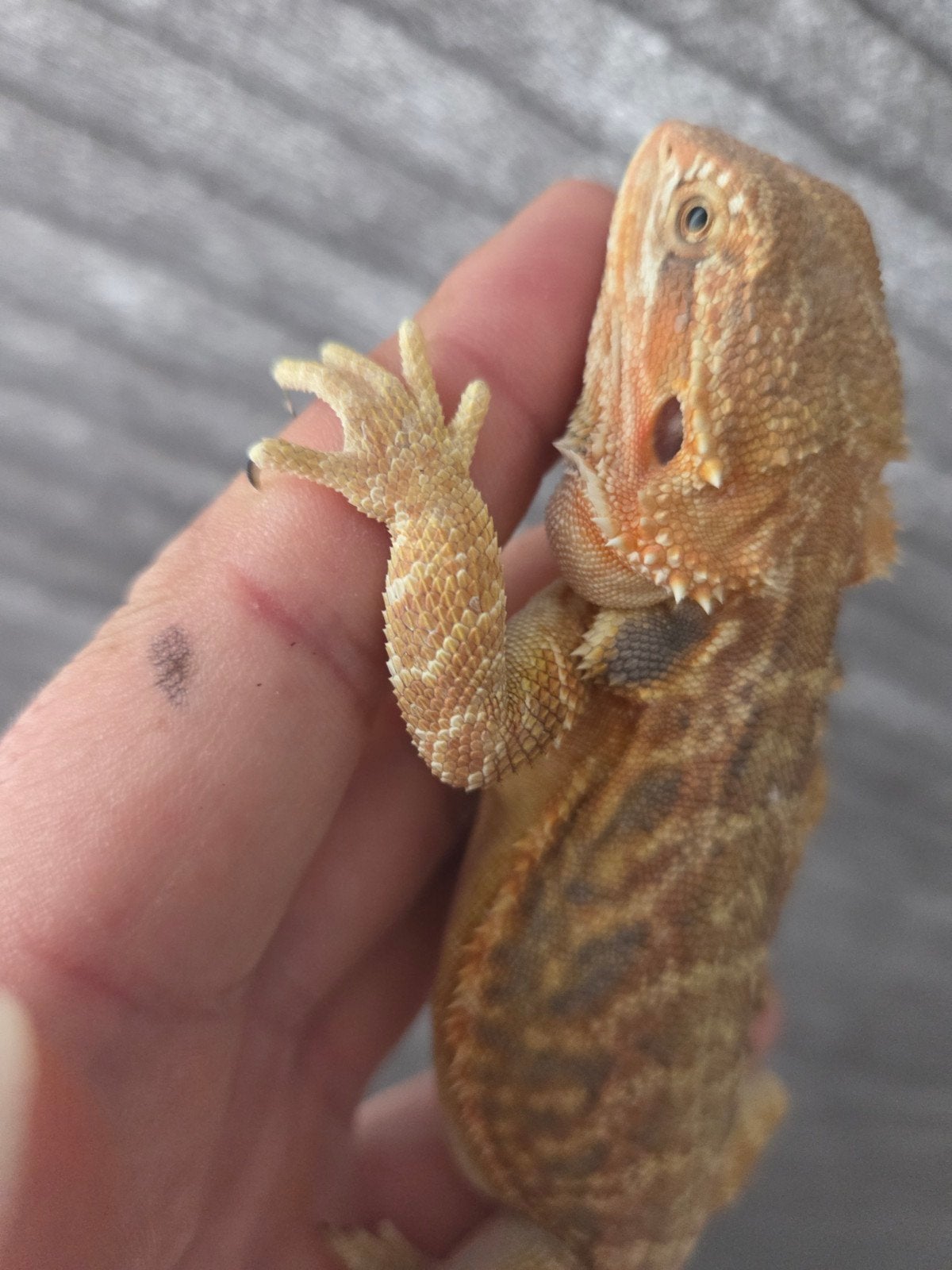 Baardagaam Pogona Vitticeps Red Orange Tiger Leatherback Bearded Dragon photo 2
