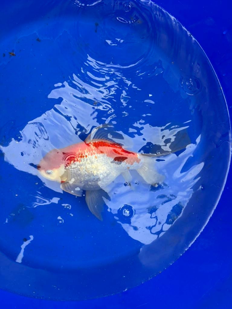 Ryukin goudvis sarasah vis vissen vijver kanon goed doorvoed, Karper of Koi