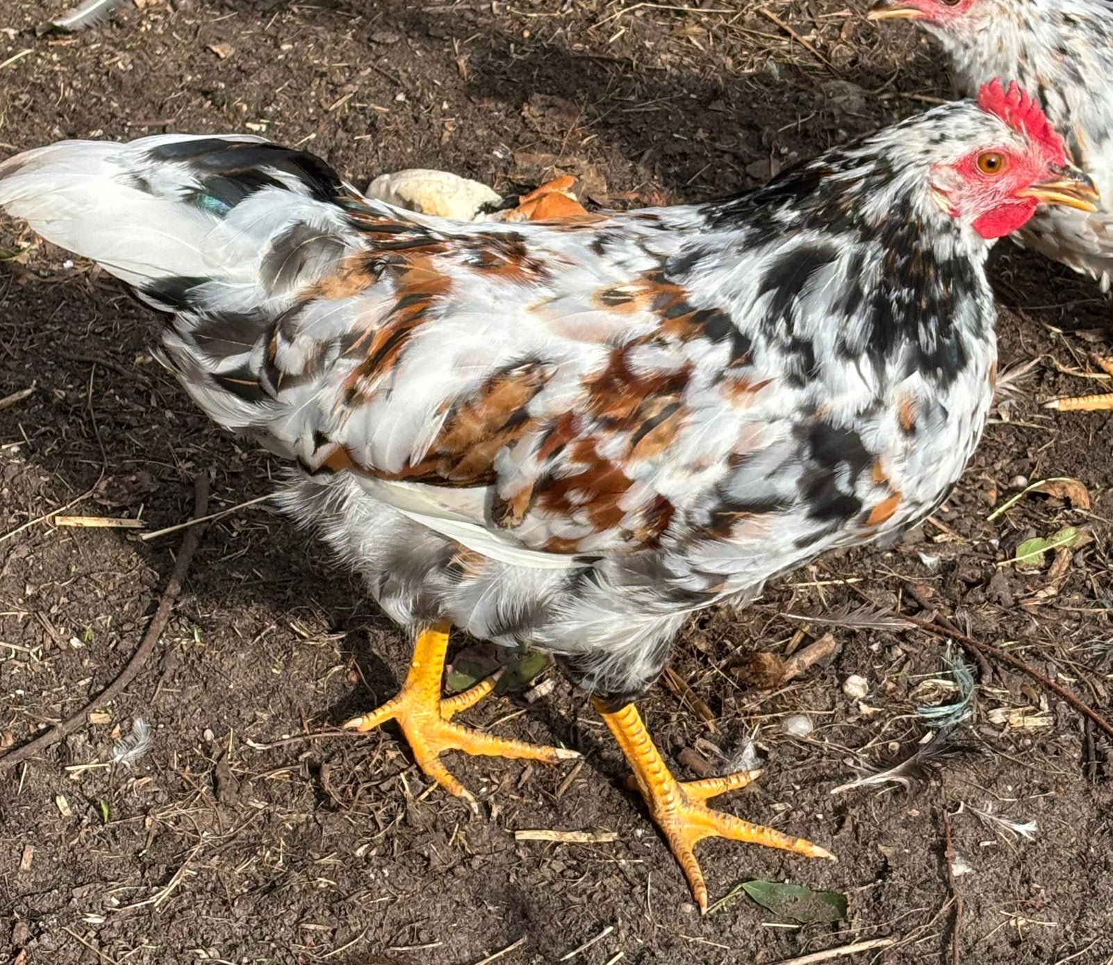 Zweedse bloemkip hanen, Dieren en Toebehoren, Mannelijk, Kip