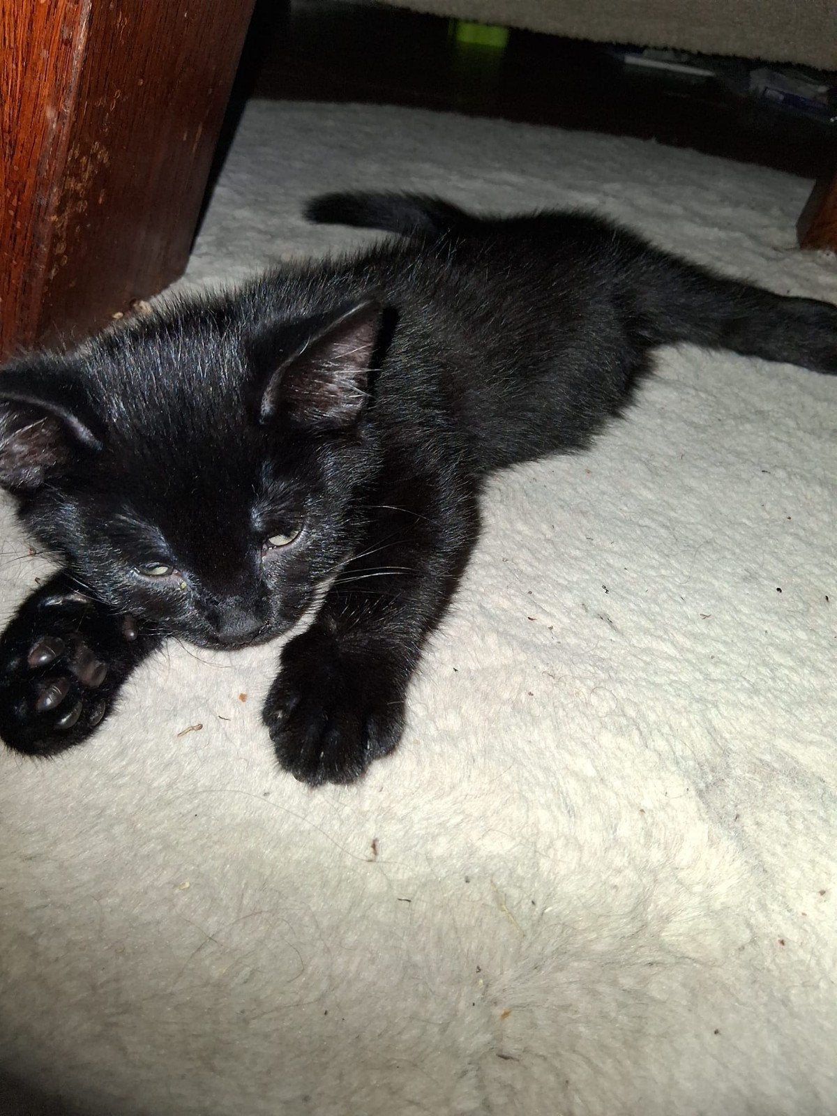 Nog 3 schattige kittens, Meerdere dieren