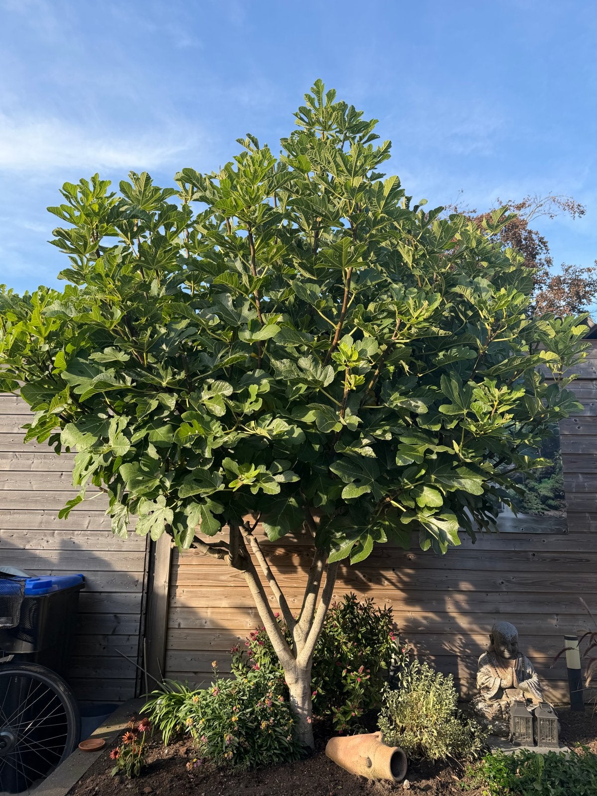 Vijgenboom. Prachtig in model, Ophalen, Halfschaduw, Overige soorten, 100 tot 250 cm