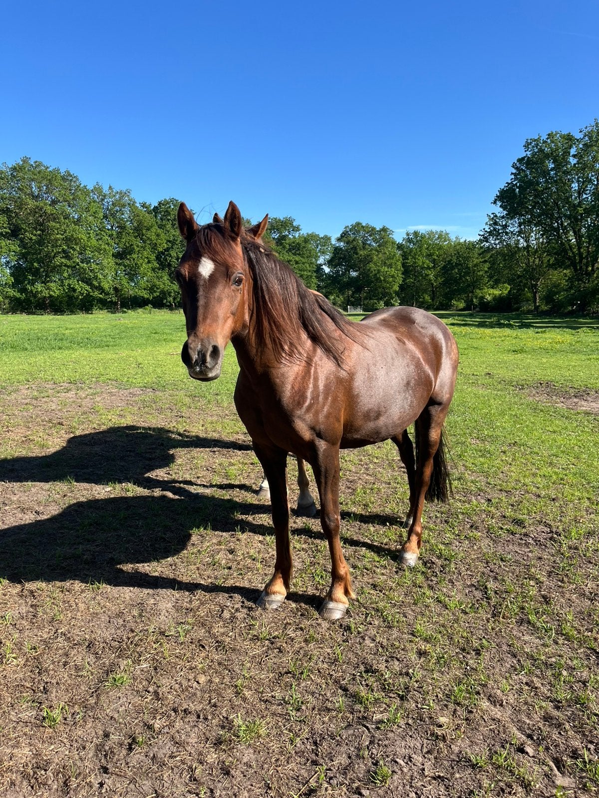 Makke welsh pony, Dieren en Toebehoren, Pony's, Merrie, Met stamboom, C pony (1.27m tot 1.37m), Onbeleerd