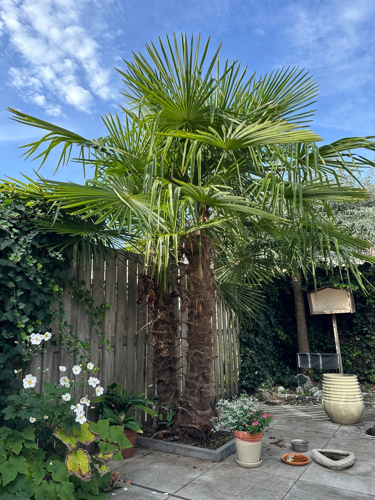 🌴 2 Schitterende gezonde palmbomen - waaierpalm, Tuin en Terras, 250 tot 400 cm, Zomer, Palmboom, Ophalen