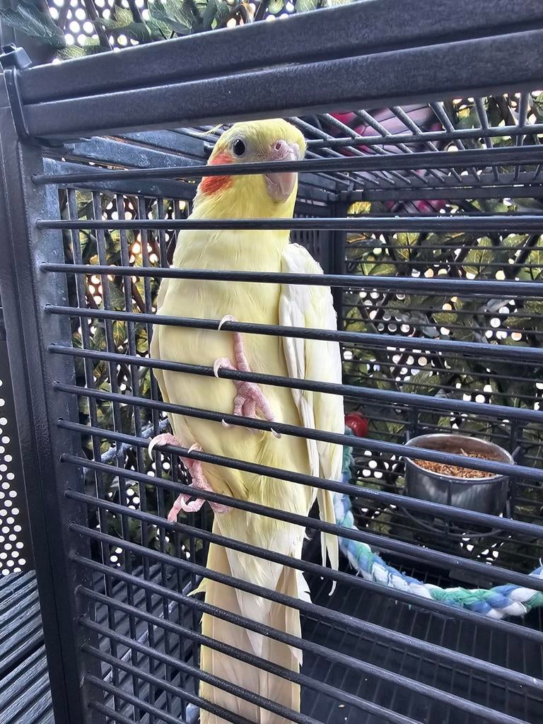 Valkparkiet, Dieren en Toebehoren, Vogels | Parkieten en Papegaaien, Mannelijk, Parkiet