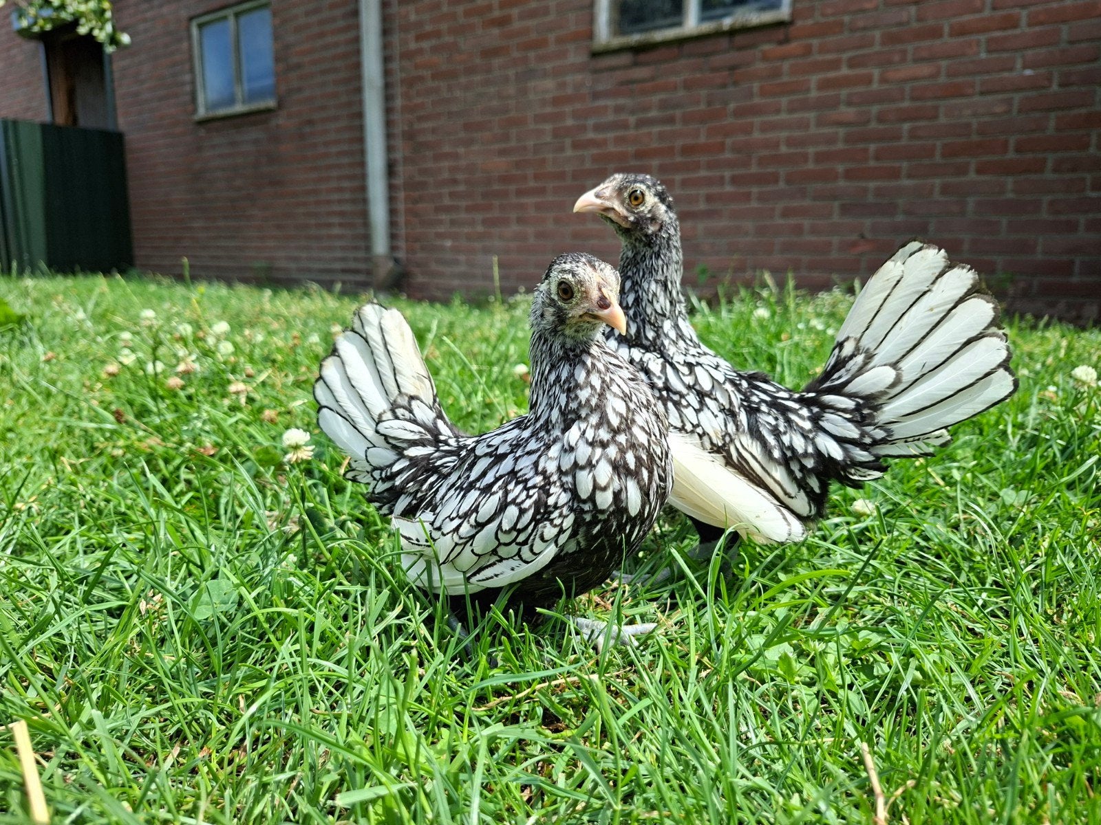 Jonge sebright hennen zilverzwartgezoomd (Ingeënt), Dieren en Toebehoren, Pluimvee, Vrouwelijk, Kip