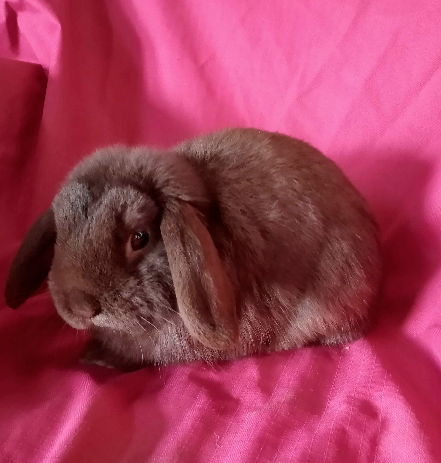 Mooi Minilop rammetje, Dieren en Toebehoren, Konijnen, Mannelijk, Dwerg, Hangoor, 0 tot 2 jaar
