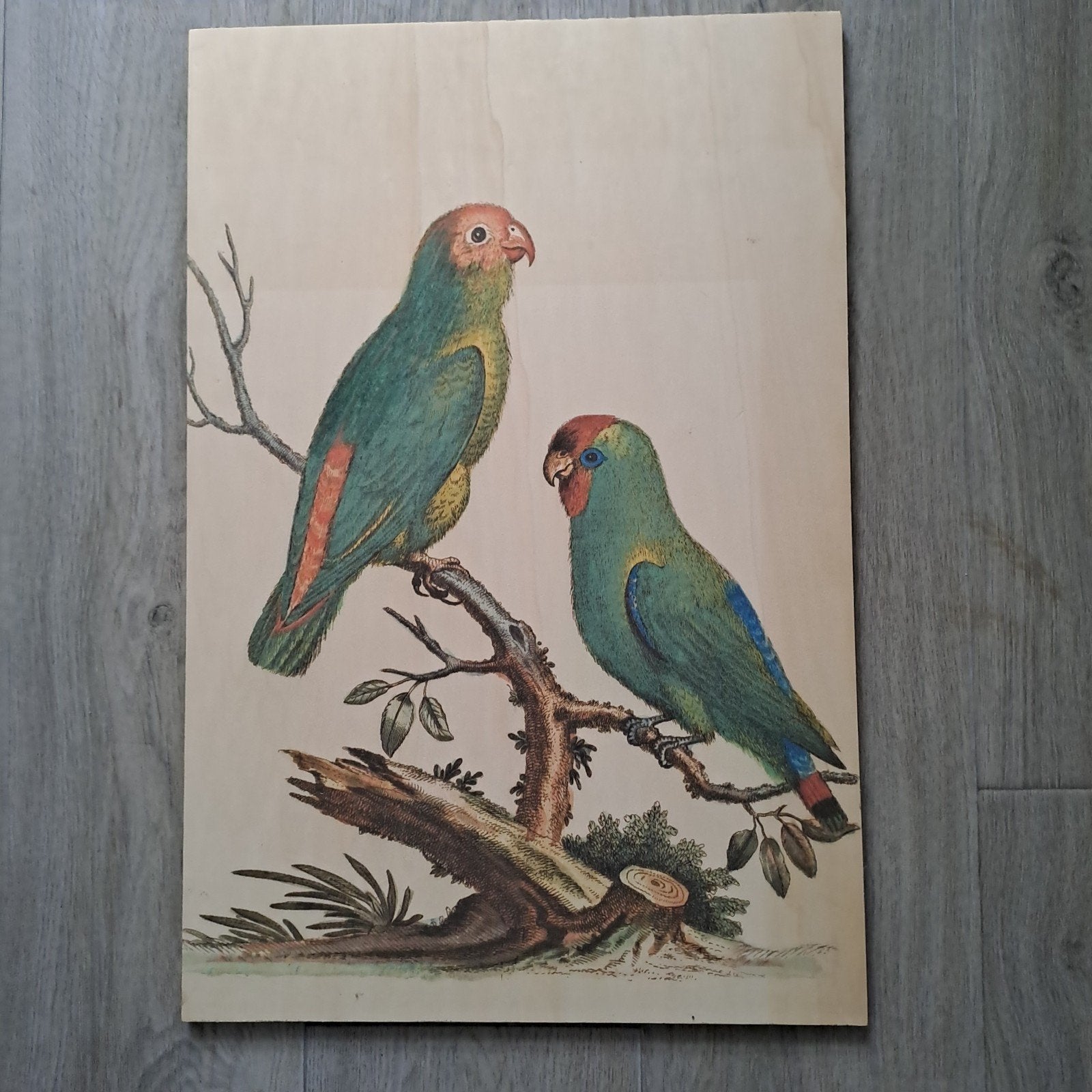 Schilderij op hout (Vogels) 60 cm, Ophalen, 50 – 75, Minder dan 50 cm, Gebruikt