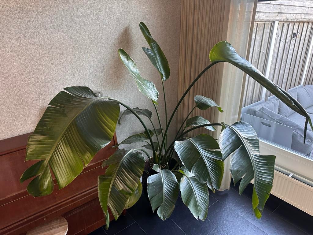 Grote Strelitzia Nicolai (Paradijsvogelplant), Huis en Inrichting, Kamerplanten, Ophalen, Overige soorten, Halfschaduw, In pot