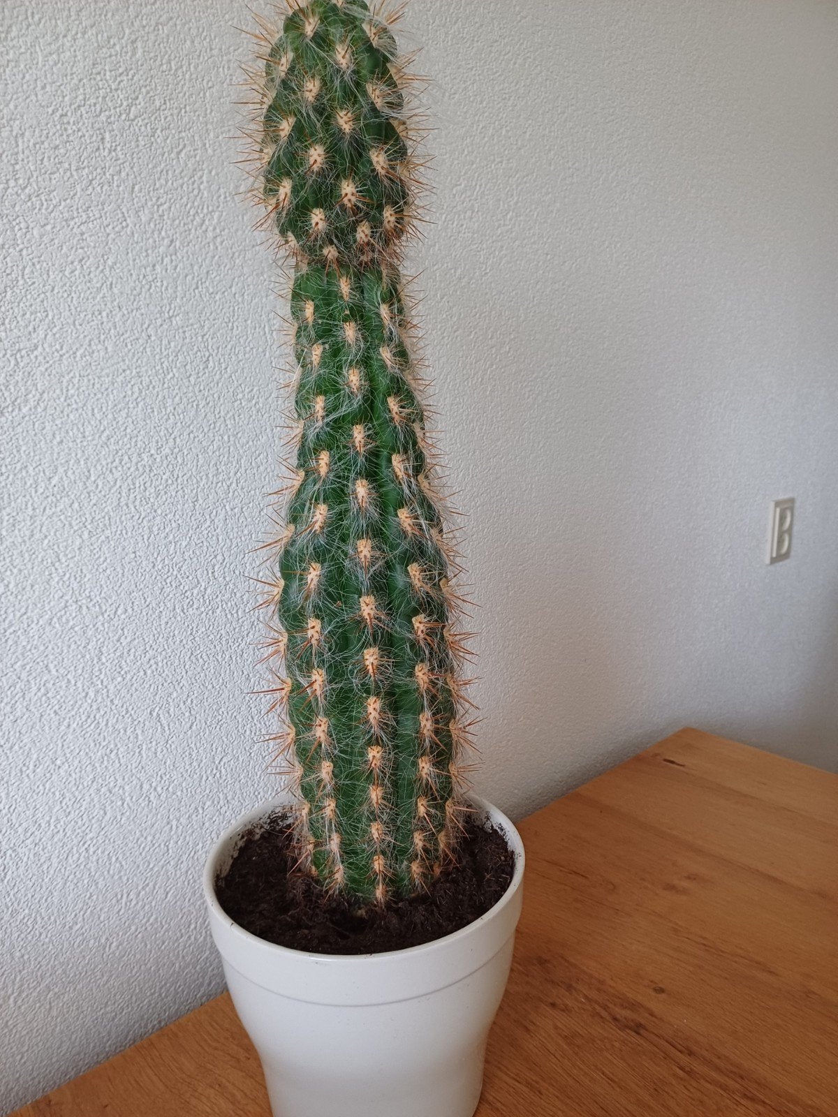 Grote Cactus in Witte Pot - Makkelijk te Verzorgen, Ophalen, Minder dan 100 cm, In pot, Cactus