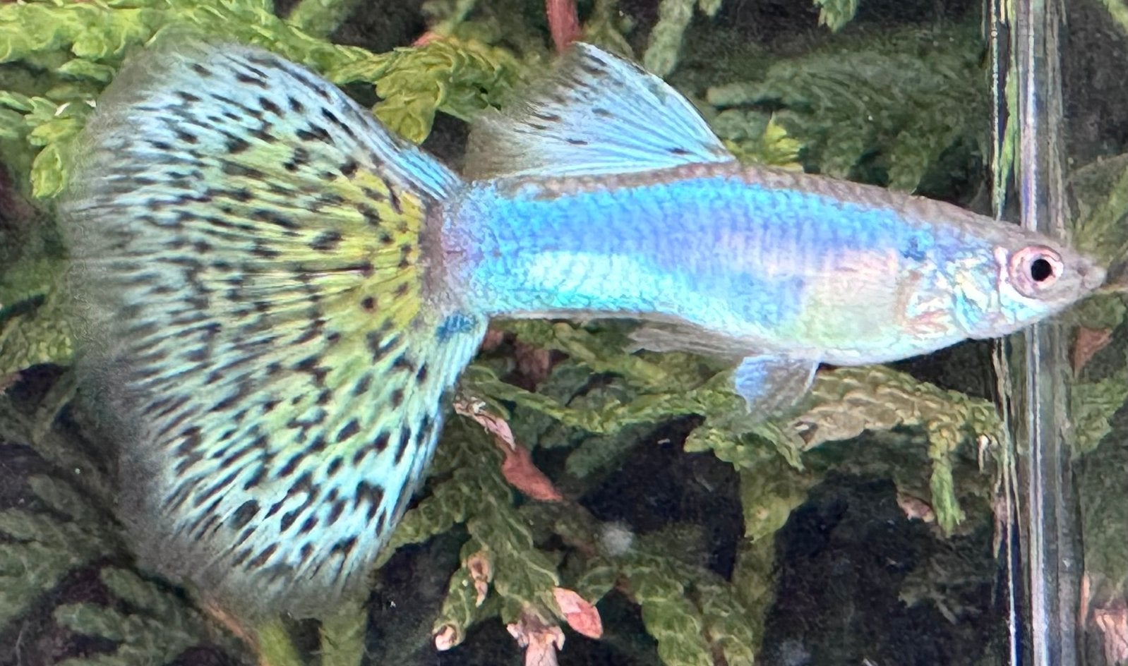 ***Blue Singa Grass guppen***, Dieren en Toebehoren, Vis, Zoetwatervis, Schoolvis