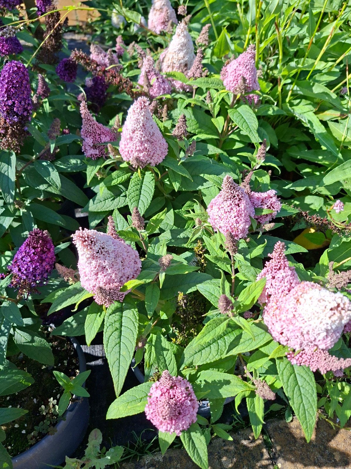 heel veel planten vanaf kwekerij, Ophalen, Volle zon