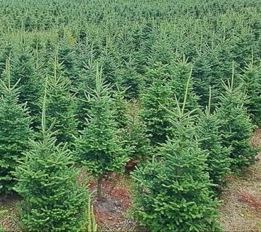 Kerstbomen Fraserie/nordman in Pot 130-210 cm. Reserveer nu, Tuin en Terras, Ophalen, In pot, Volle zon, Overige soorten