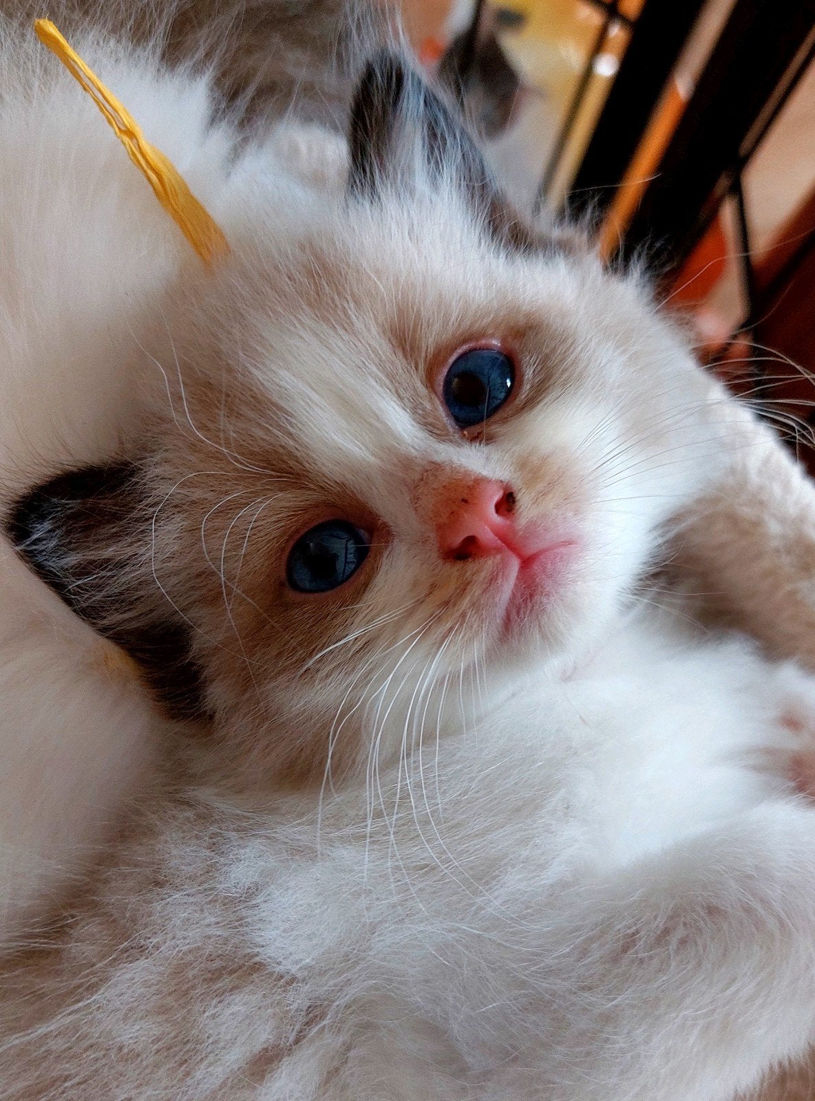 2 ragdoll kater kittens met stamboom, Meerdere dieren, Met stamboom, 0 tot 2 jaar
