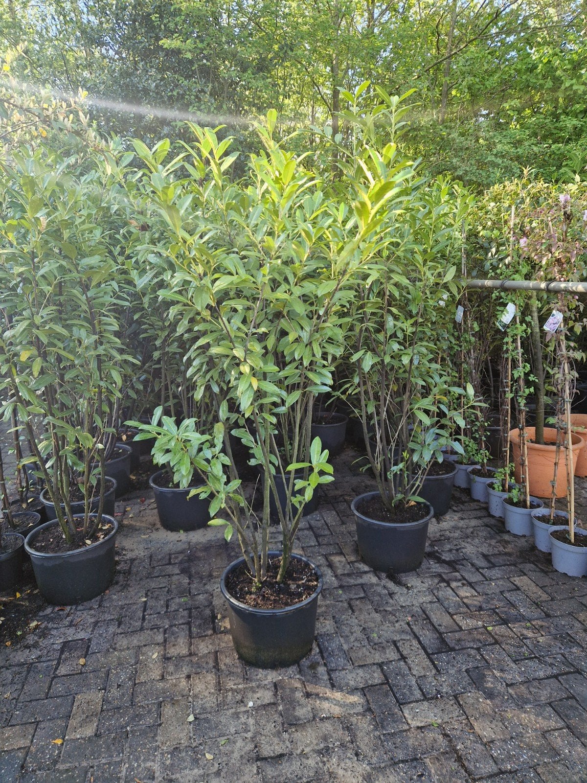 Laurier caucasica 180-200cm - Prunus laurocerasus, Vaste plant, Halfschaduw, Lente, Ophalen