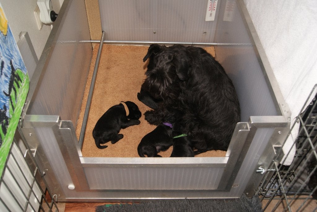 Te huur werpkist voor klein/middelgrote honden tot 10 kg, Ophalen, Gebruikt, Werpkist
