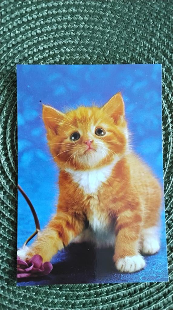 Ansichtkaart met schattige oranje kitten, Ophalen of Verzenden, 1980 tot heden, Ongelopen