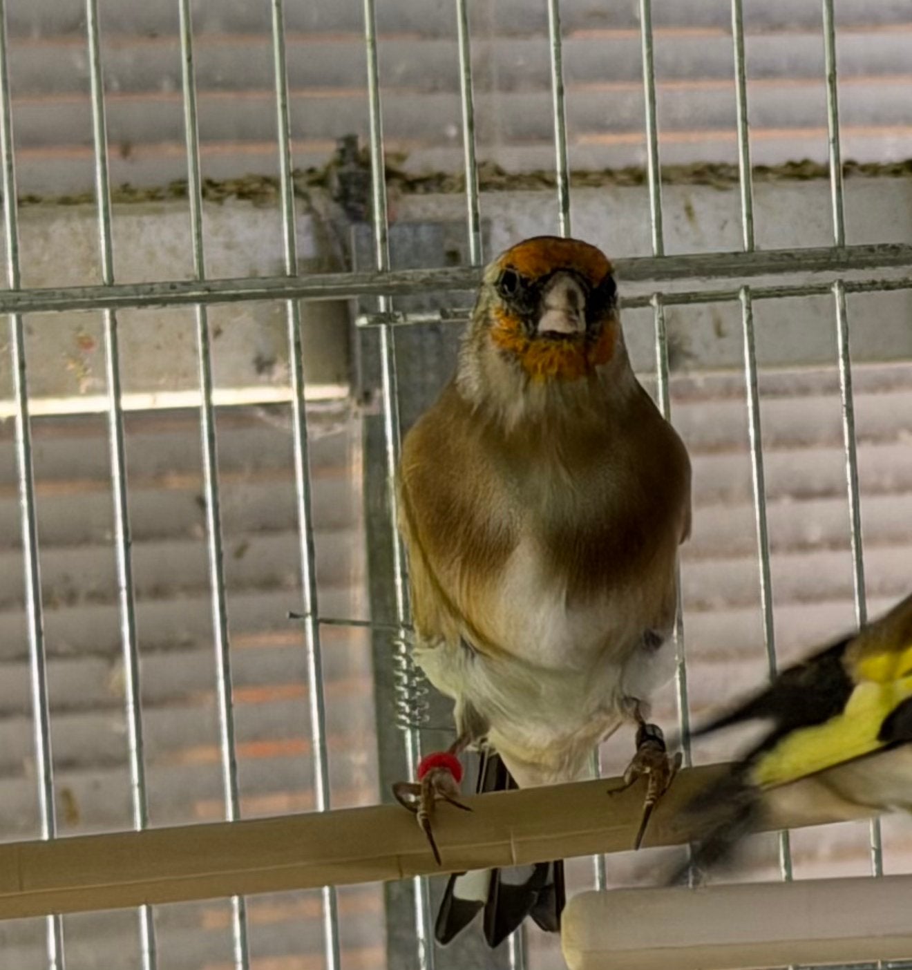 Forse Wildkleur Kleine Putters, Meerdere dieren, Wildzangvogel, Geringd