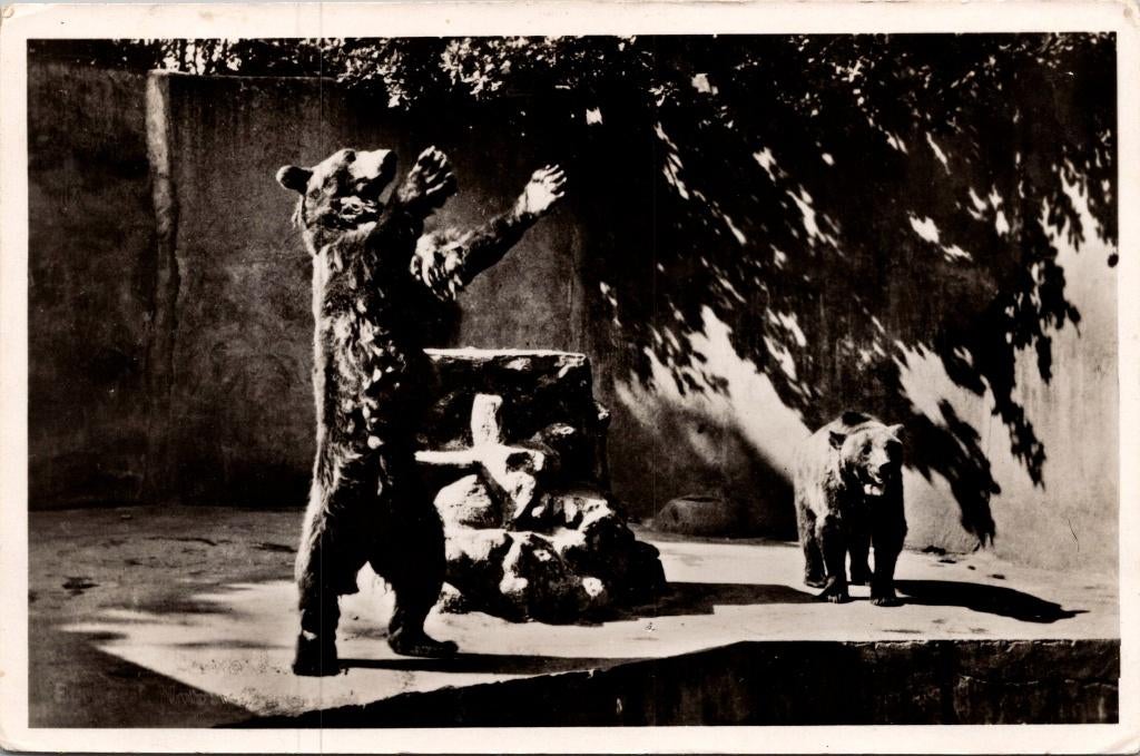 Burgers' Zoo / Safari Arnhem - 9 ansichtkaarten, Verzenden, 1960 tot 1980, Ongelopen, Gelderland
