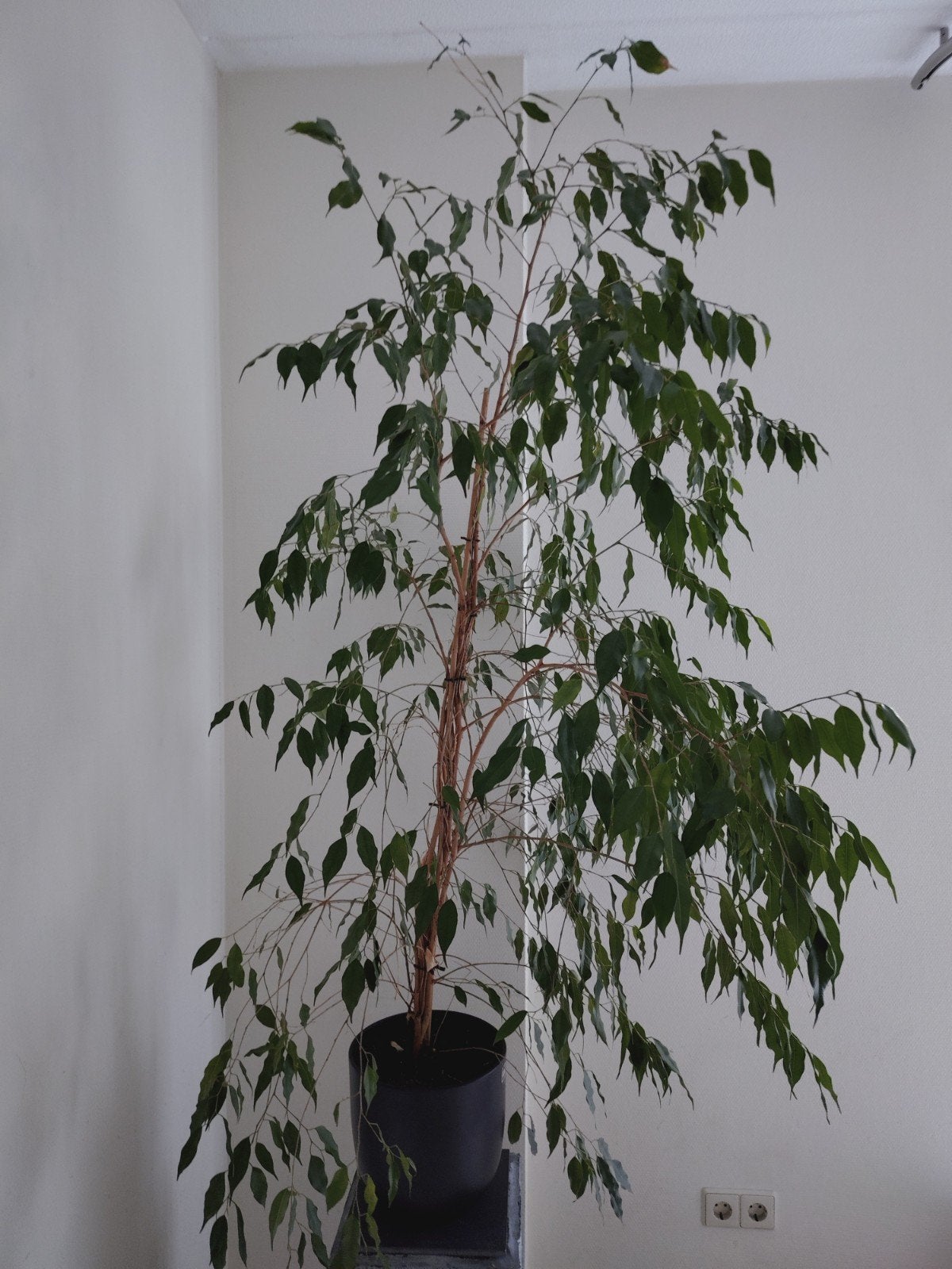 Mooie Ficus plant met nieuwe pot, Huis en Inrichting, Kamerplanten, Ficus, In pot, 150 tot 200 cm, Groene kamerplant