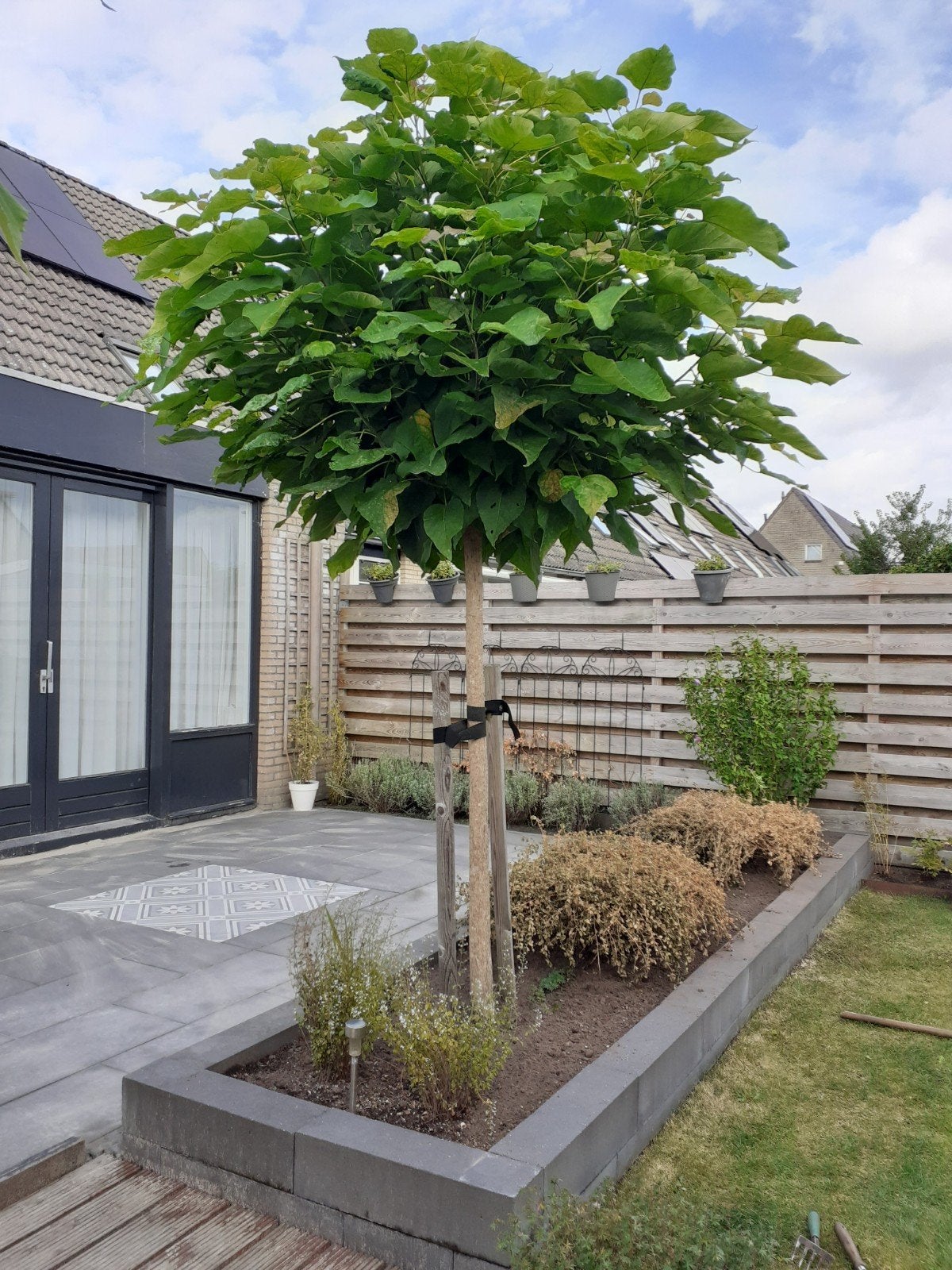 Catalpa Bolboom (Bignonioides) 'Nana' incl. paaltjes en band, Tuin en Terras, 100 tot 250 cm, Zomer, Ophalen, Volle zon