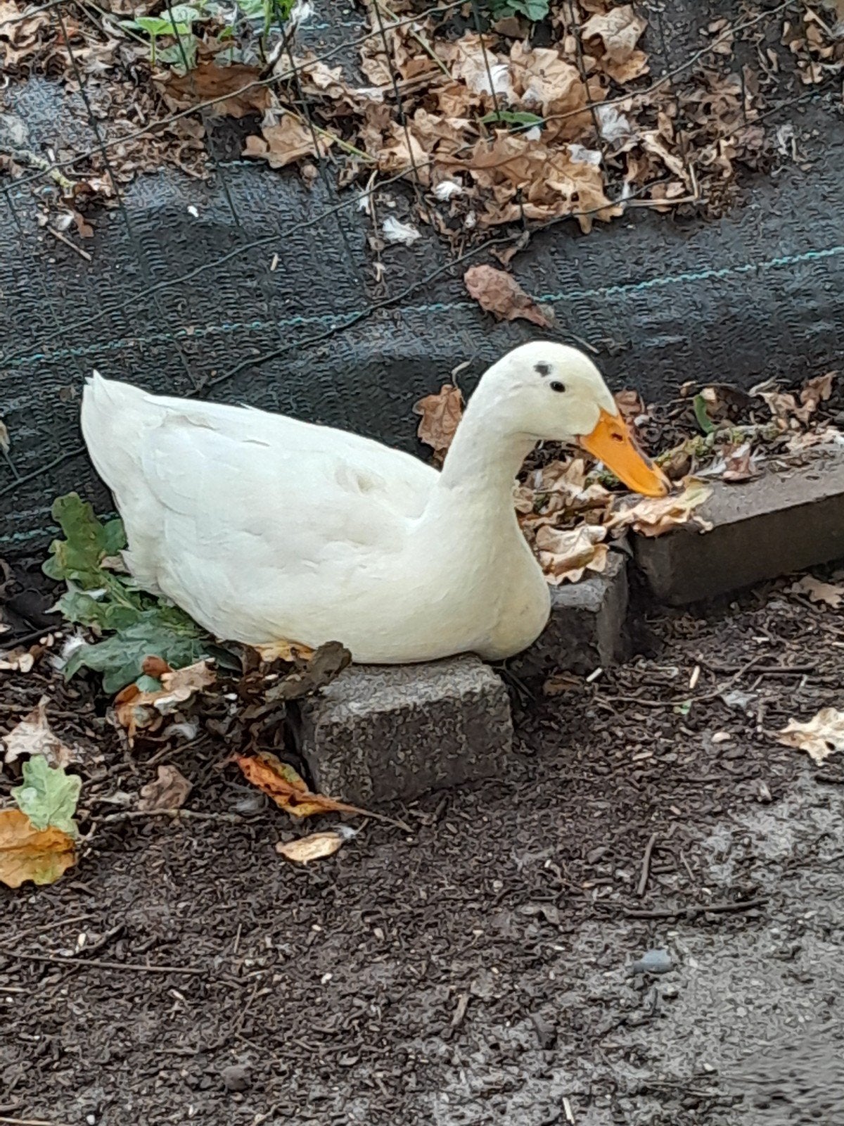 Enkele loopeenden te koop..., Dieren en Toebehoren