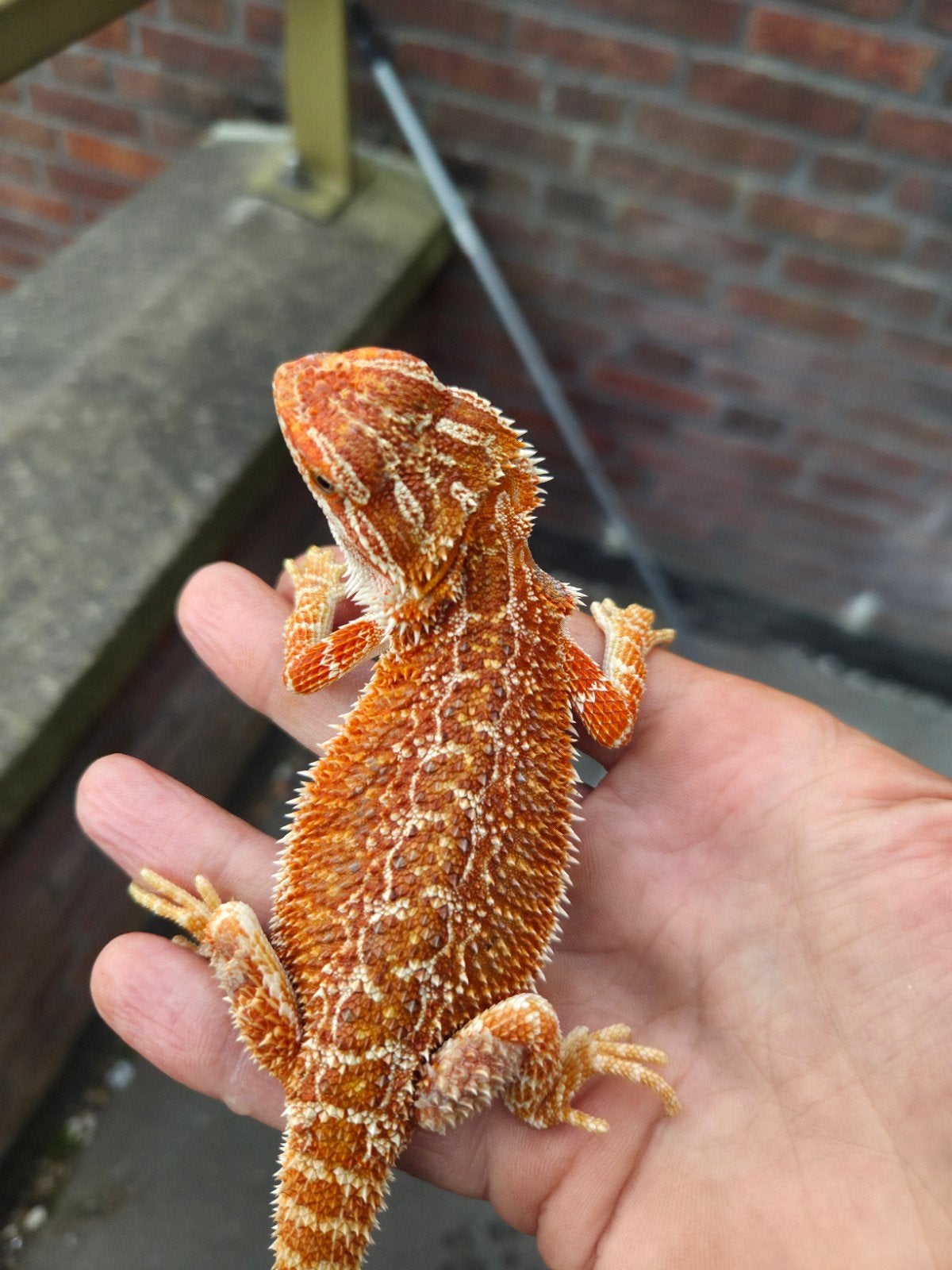 Prachtige Orange Hypo vrouwelijke baardagaam geboren 1 april, Dieren en Toebehoren, Hagedis, Tam, 0 tot 2 jaar