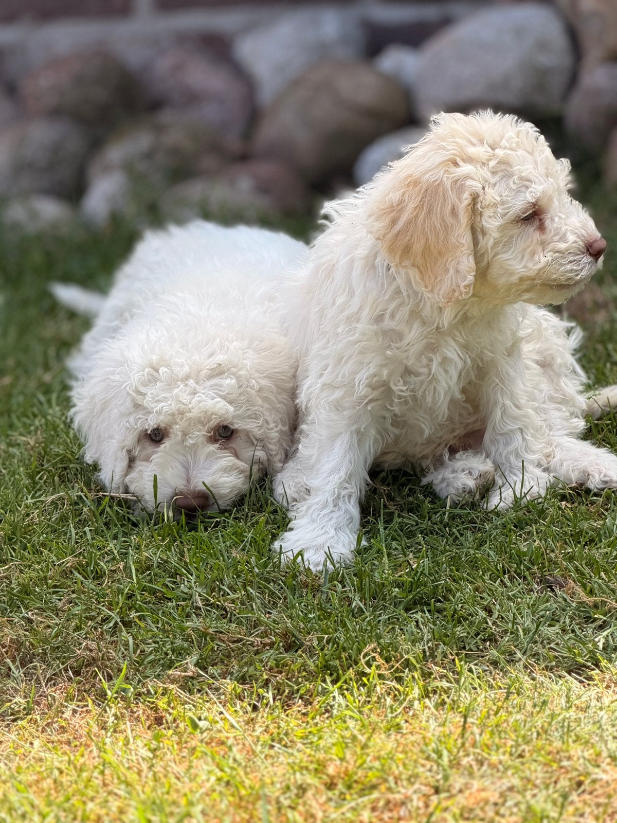 Lagotto Romagnolo met stamboom, Parvo, Overige rassen, 8 tot 15 weken, Meerdere