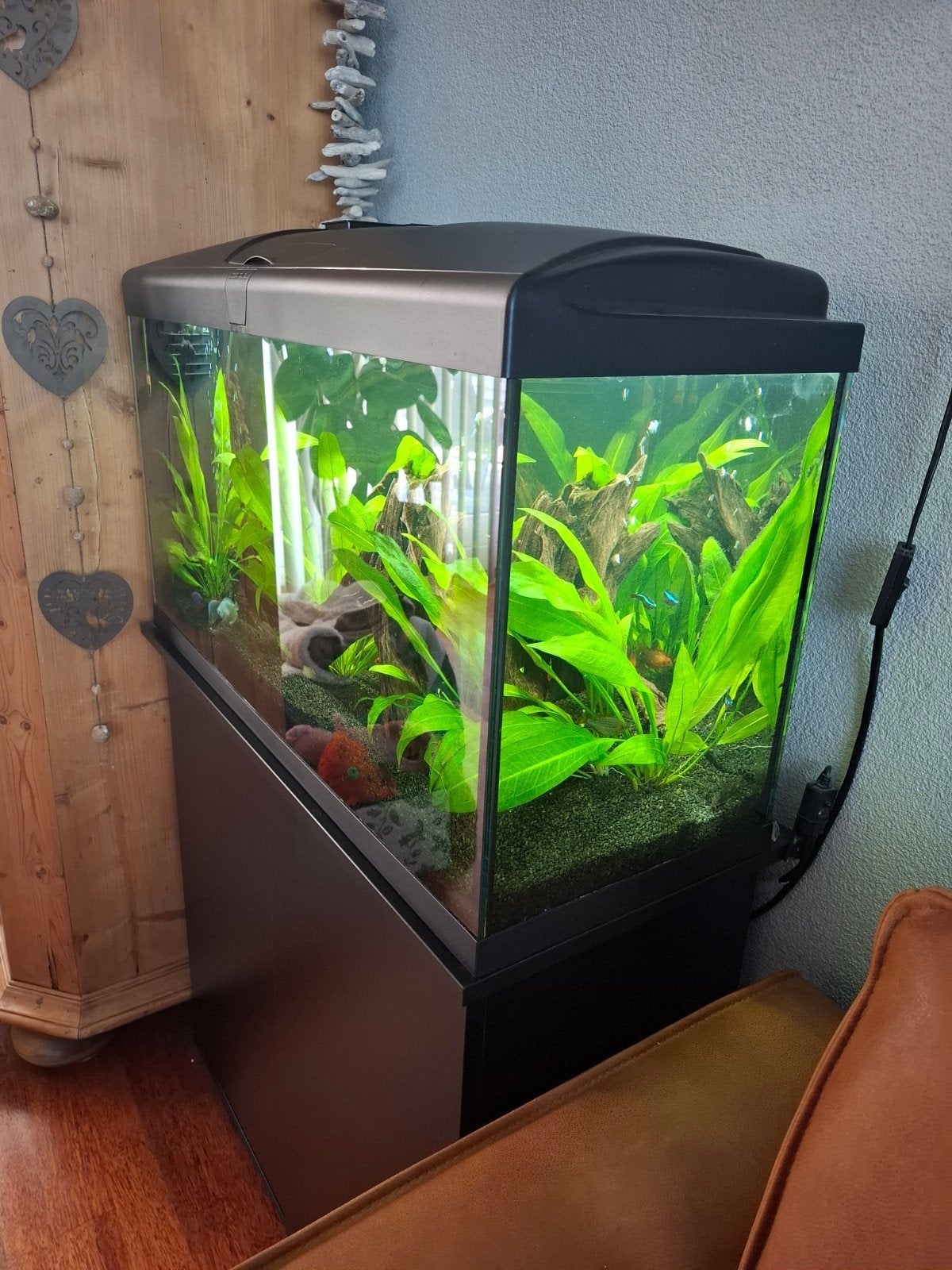 mooi compleet aquarium met vissen en planten veel extra,s, Dieren en Toebehoren, Ophalen, Zo goed als nieuw