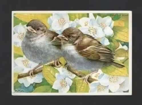 Mussen Passer Domesticus Jonge Huismussen Bloesem., Ophalen of Verzenden, 1960 tot 1980, Gelopen, Vogel