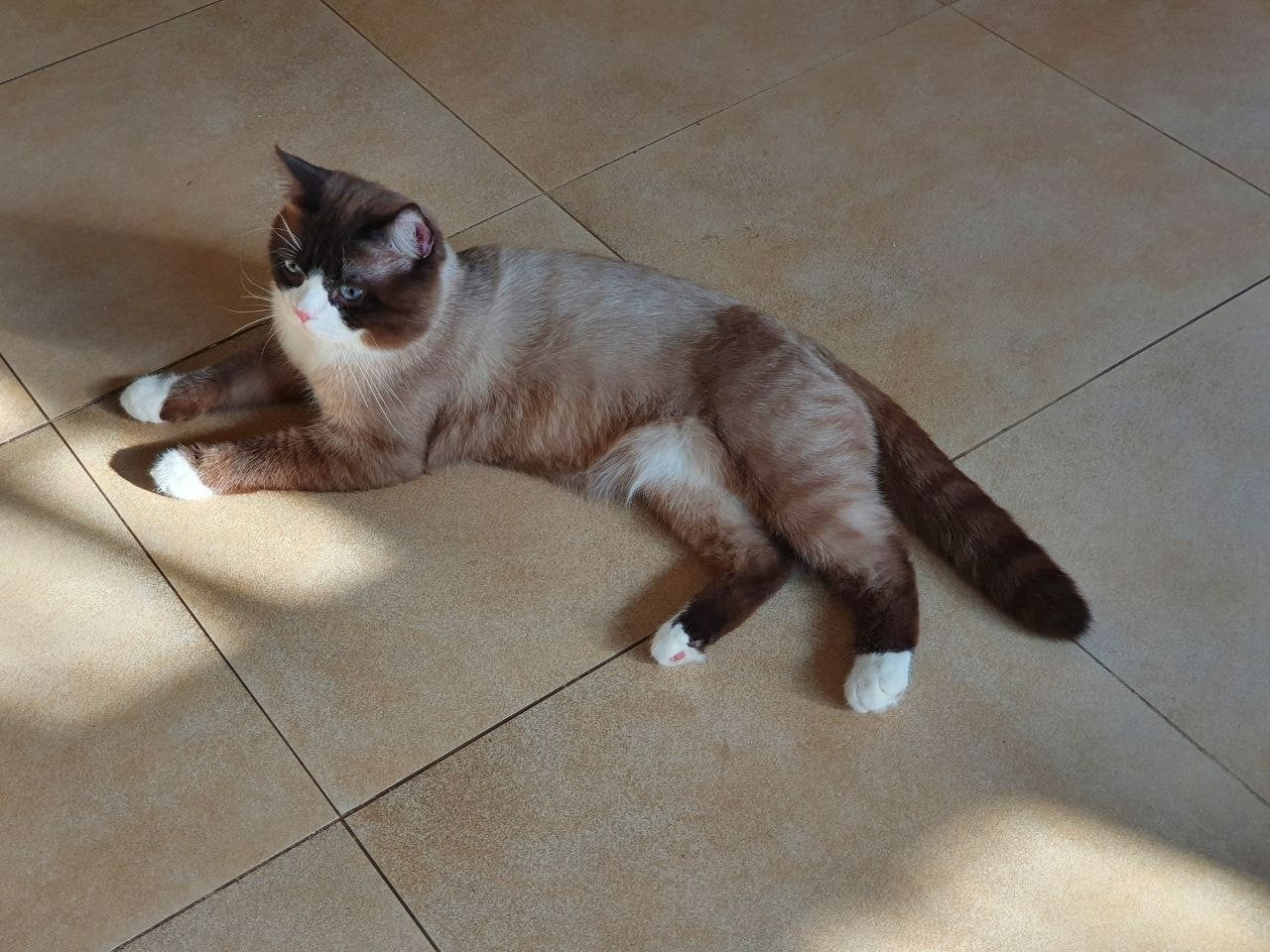 Prachtige lieve Britse Korth. kater zoekt een nieuw thuis, Kater, Gechipt, 3 tot 5 jaar