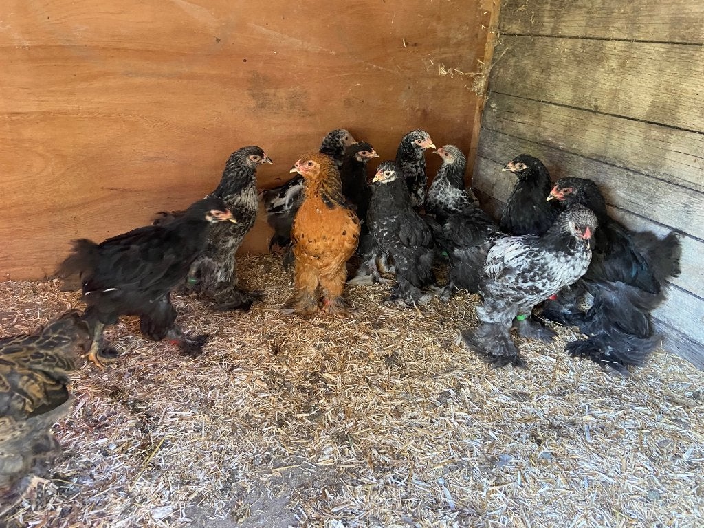 Brahma jonge hennen 9 en 12 weken oud, Vrouwelijk, Kip