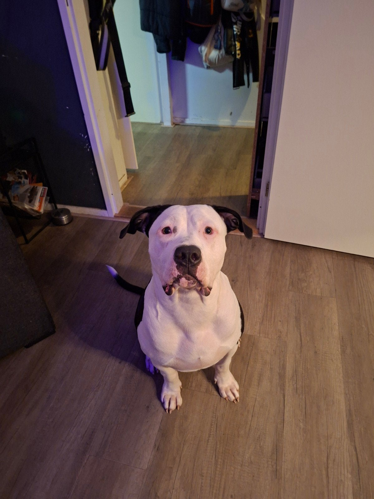 Amerikaanse bully XL teefje nieuw huisje gezocht., Dieren en Toebehoren, 15 weken tot 1 jaar, Teef, Groot, Eén hond
